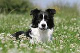 BORDER COLLIE 527